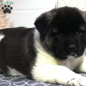 Biscuit, Akita Puppy